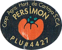 American persimmon
