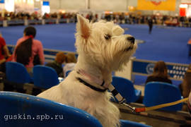 West Highland White Terrier watching best in Show rings at Eurasia-2009 (Moscow).
