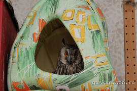 Anfisa, a long-eared owl, having a rest in her house.