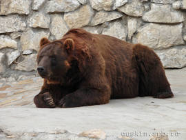 Moscow zoo. Kamchatka Brown Bear.