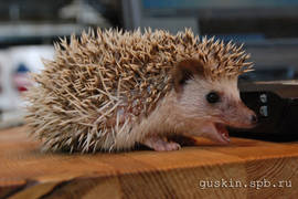 Little hedgehog. Petrovich in the age of 2 months.