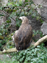 Moscow zoo. White-tailed Eagle, also known as the Sea Eagle, Erne. 