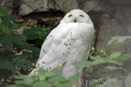 Moscow zoo. Snowy Owl (Bubo scandiacus).