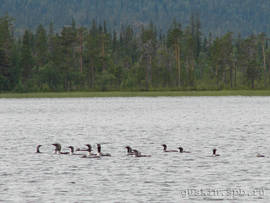Arctic loons at Schuschie lake; Kandalaksha shore.