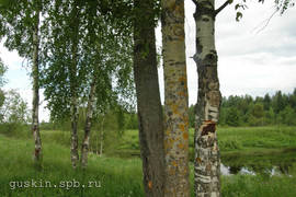 Birches at river Syamzhena.