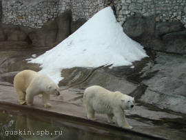 Moscow zoo. Polar bears.