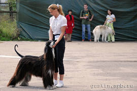 Afghan hound Oshanameh's Glamour Girl at Pskov International dog show. 