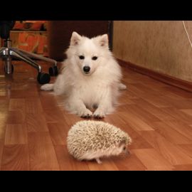 A spitz and a hedgehog
