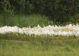 Cotton grass.